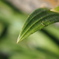 草