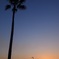 椰子の木とガントリークレーンの夕焼け