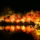 光る紅葉