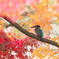 若セミの紅葉狩り