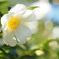 白い山茶花