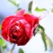 冬の薔薇