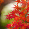 紅と緑2