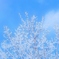 初雪