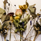 A dried flower