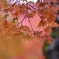 箱根路の秋模様