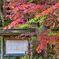 紅葉と説明板