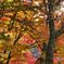 紅葉の空
