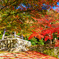 東光寺の紅葉