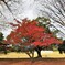 芝生公園