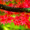 紅葉
