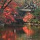 心休まる紅葉Ⅱ
