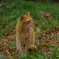 ねこ