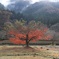 朝倉氏遺跡の紅葉