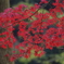 公園にて試写