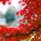 紅留
