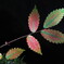 autumn leaves