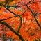 綺麗な紅葉を支える木