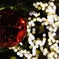 Xmas Tree