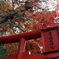 赤い鳥居と紅葉と