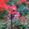 鮮やかな紅葉