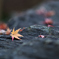 bokeh ②