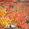 カラフルな紅葉