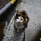 路地裏の猫