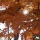 まだ紅葉してた