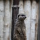 ネズミ？