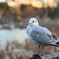 鳥