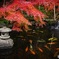 紅と黄色