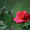 DSC02370
