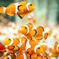 Finding NEMO!!