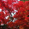 瑞宝寺公園の紅葉２