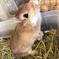 うさぎ釣り