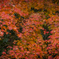 都心の紅葉