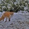 キタキツネ