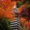 紅葉の中で
