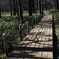 快適な遊歩道