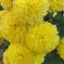 路傍の花