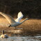 TAKEOFF in Kawajima