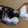 仲良し猫ちゃん