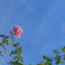 青空にピンク