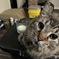 ねこ