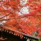 鎌倉 妙本寺-3