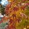 紅葉　上野公園