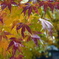 紅葉2