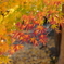 紅葉3