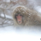 降りやまぬ雪の中で